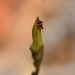Dicranolaius cinctus at Moruya, NSW - suppressed