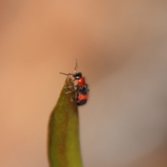 Dicranolaius cinctus at Moruya, NSW - suppressed