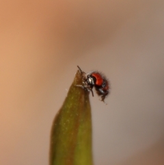Dicranolaius cinctus at Moruya, NSW - suppressed