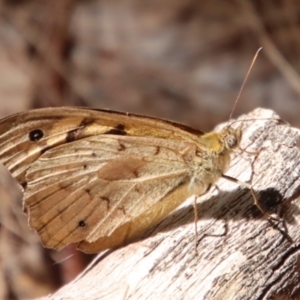 Heteronympha merope at Moruya, NSW - 19 Dec 2022