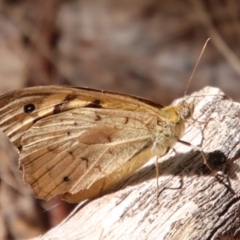 Heteronympha merope (Common Brown Butterfly) at Moruya, NSW - 19 Dec 2022 by LisaH