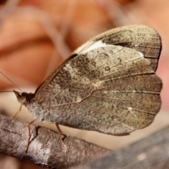 Heteronympha mirifica (Wonder Brown) at Moruya, NSW - 19 Dec 2022 by LisaH