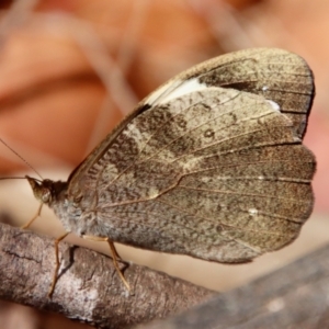 Heteronympha mirifica at Moruya, NSW - suppressed