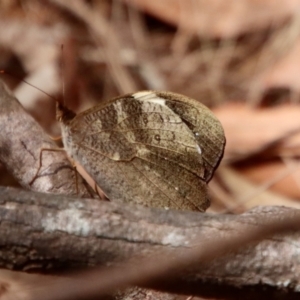 Heteronympha mirifica at Moruya, NSW - suppressed