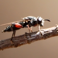 Unverified Wasp (Hymenoptera, Apocrita) by LisaH