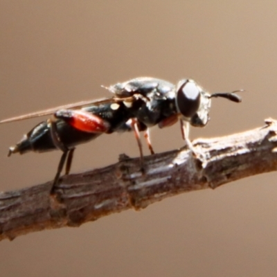 Unidentified Wasp (Hymenoptera, Apocrita) at Moruya, NSW - 19 Dec 2022 by LisaH