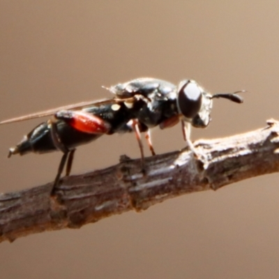 Unidentified Wasp (Hymenoptera, Apocrita) by LisaH