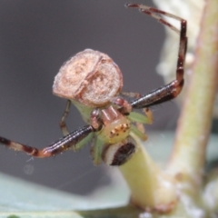Australomisidia pilula (Lozenge-shaped Flower Spider) at Melba, ACT - 10 Dec 2022 by naturedude