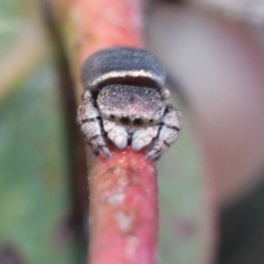 Simaethula sp. (genus) at Melba, ACT - 19 Dec 2022