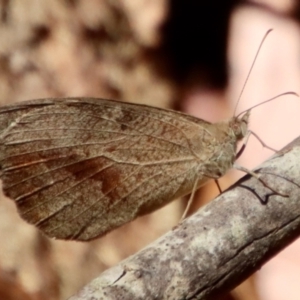 Heteronympha merope at Moruya, NSW - 19 Dec 2022