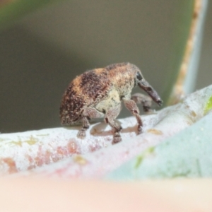 Cryptoplini sp. (tribe) at Melba, ACT - 13 Dec 2022 05:17 PM