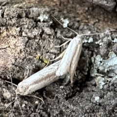 Philobota (genus) (Unidentified Philobota genus moths) at Ainslie, ACT - 19 Dec 2022 by Pirom