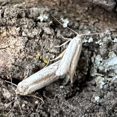 Philobota (genus) (Unidentified Philobota genus moths) at Ainslie, ACT - 19 Dec 2022 by Pirom