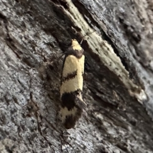 Olbonoma triptycha at Ainslie, ACT - 19 Dec 2022