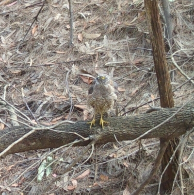 Tachyspiza cirrocephala (Collared Sparrowhawk) at Moruya, NSW - 18 Dec 2022 by LisaH