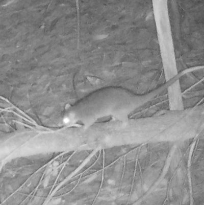 Pseudocheirus peregrinus (Common Ringtail Possum) at Broulee Moruya Nature Observation Area - 17 Dec 2022 by LisaH