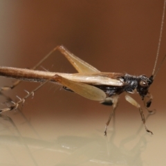 Trigonidiidae (family) (Swordtail cricket) at Wellington Point, QLD - 7 Dec 2022 by TimL