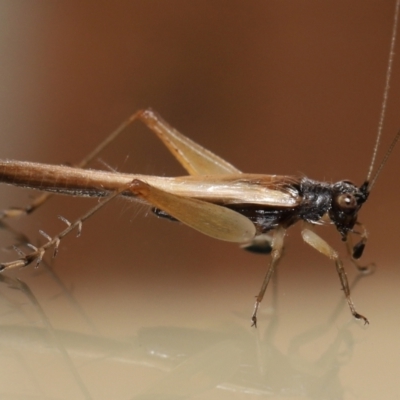 Trigonidiidae (family) (Swordtail cricket) at Wellington Point, QLD - 7 Dec 2022 by TimL