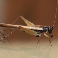 Unidentified Grasshopper, Cricket or Katydid (Orthoptera) (TBC) at Wellington Point, QLD - 7 Dec 2022 by TimL