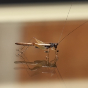 Trigonidiidae (family) at Wellington Point, QLD - suppressed