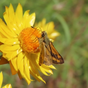 Ocybadistes walkeri at Kambah, ACT - 19 Dec 2022 01:20 PM