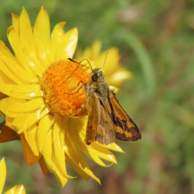 Ocybadistes walkeri (Green Grass-dart) at Kambah, ACT - 19 Dec 2022 by MatthewFrawley