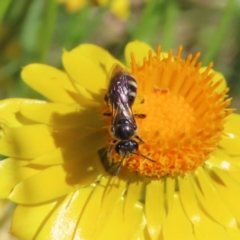 Lasioglossum (Chilalictus) sp. (genus & subgenus) (Halictid bee) at Kambah, ACT - 19 Dec 2022 by MatthewFrawley