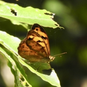 Heteronympha mirifica at Narooma, NSW - 4 Dec 2022