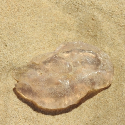 Scyphozoa (class) (Unidentified Jellyfish) at Narooma, NSW - 4 Dec 2022 by GlossyGal