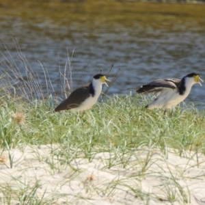 Vanellus miles at Narooma, NSW - 4 Dec 2022 02:38 PM