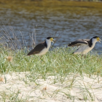 Vanellus miles (Masked Lapwing) at Narooma, NSW - 4 Dec 2022 by GlossyGal