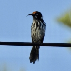 Phylidonyris novaehollandiae (New Holland Honeyeater) at Narooma, NSW - 4 Dec 2022 by GlossyGal