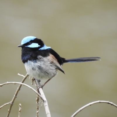 Malurus cyaneus (Superb Fairywren) at Narooma, NSW - 4 Dec 2022 by GlossyGal