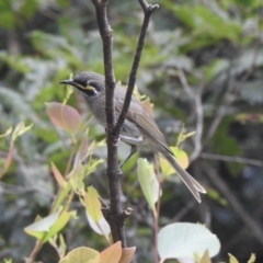 Caligavis chrysops (Yellow-faced Honeyeater) at Narooma, NSW - 5 Dec 2022 by GlossyGal