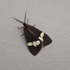 Nyctemera amicus (Senecio Moth, Magpie Moth, Cineraria Moth) at Jamberoo, NSW - 20 Dec 2022 by plants