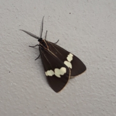 Unidentified Tiger moth (Arctiinae) at Jamberoo, NSW - 19 Dec 2022 by plants