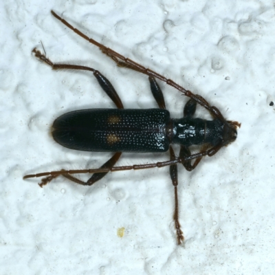 Atesta angasi (A longhorn beetle) at Ainslie, ACT - 4 Dec 2022 by jb2602