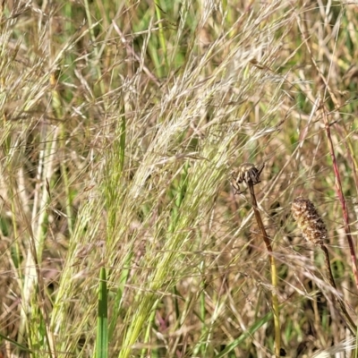 Lachnagrostis filiformis (Blown Grass) at Crace Grasslands - 20 Dec 2022 by trevorpreston