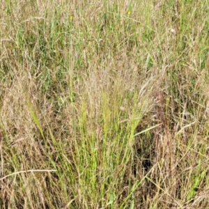 Lachnagrostis filiformis at Mitchell, ACT - 20 Dec 2022