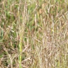 Lachnagrostis filiformis at Mitchell, ACT - 20 Dec 2022