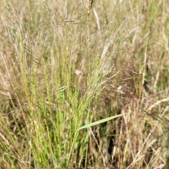 Lachnagrostis filiformis at Mitchell, ACT - 20 Dec 2022