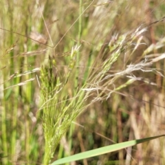 Lachnagrostis filiformis at Mitchell, ACT - 20 Dec 2022