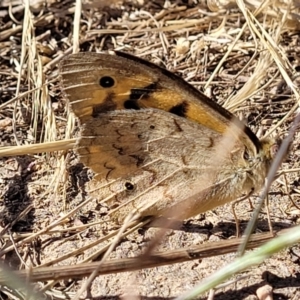 Heteronympha merope at Mitchell, ACT - 20 Dec 2022