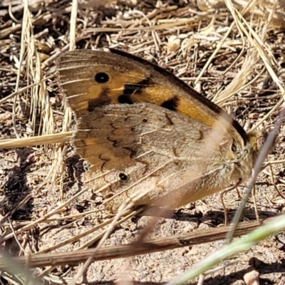 Heteronympha merope (Common Brown Butterfly) at Crace Grasslands - 19 Dec 2022 by trevorpreston
