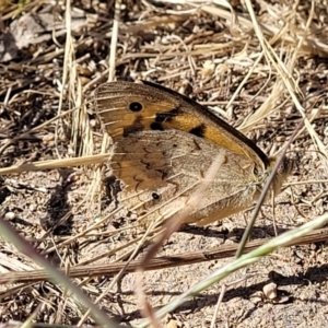 Heteronympha merope at Mitchell, ACT - 20 Dec 2022