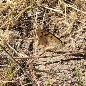 Heteronympha merope at Mitchell, ACT - 20 Dec 2022