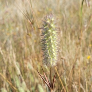 Trifolium angustifolium at Mitchell, ACT - 20 Dec 2022 08:42 AM