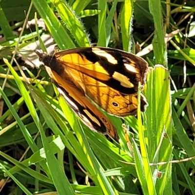 Heteronympha merope (Common Brown Butterfly) at Mitchell, ACT - 20 Dec 2022 by trevorpreston