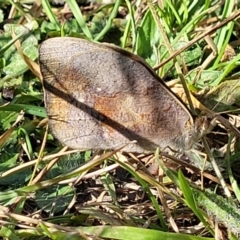 Heteronympha merope at Mitchell, ACT - 20 Dec 2022