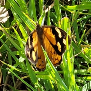 Heteronympha merope at Mitchell, ACT - 20 Dec 2022